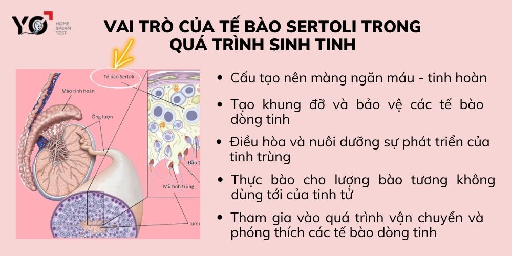 Vai trò của tế bào Sertoli trong sinh tinh