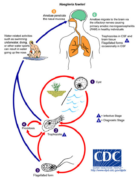 Viêm màng não - não do amip ăn não (Naegleria fowleri): Căn bệnh hiếm gặp nhưng cực kỳ nguy hiểm 7 Amip ăn não người