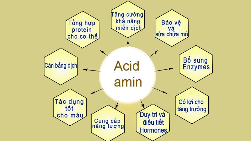 cấu trúc axit amin