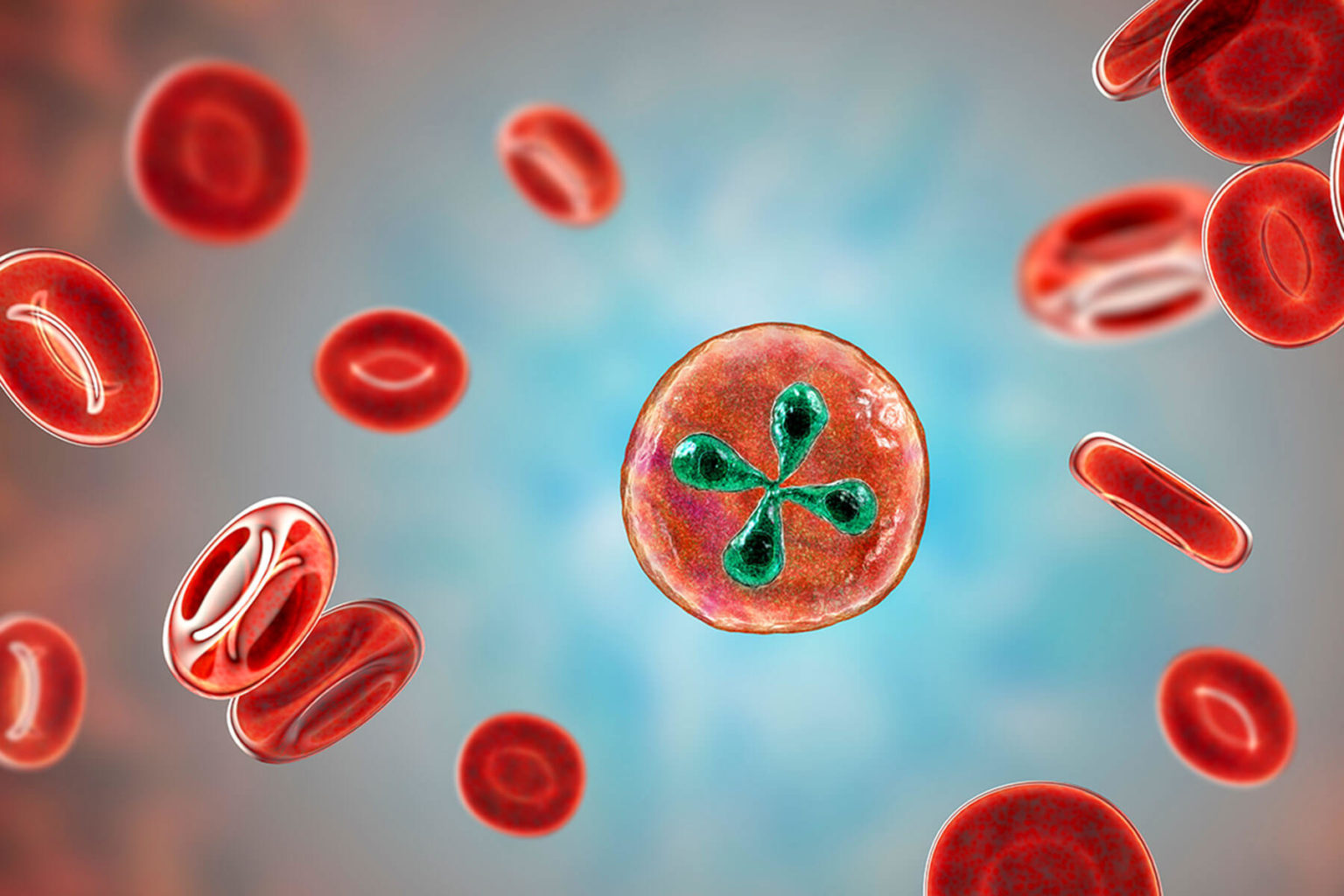 Vòng đời Babesia và quá trình ve truyền bệnh