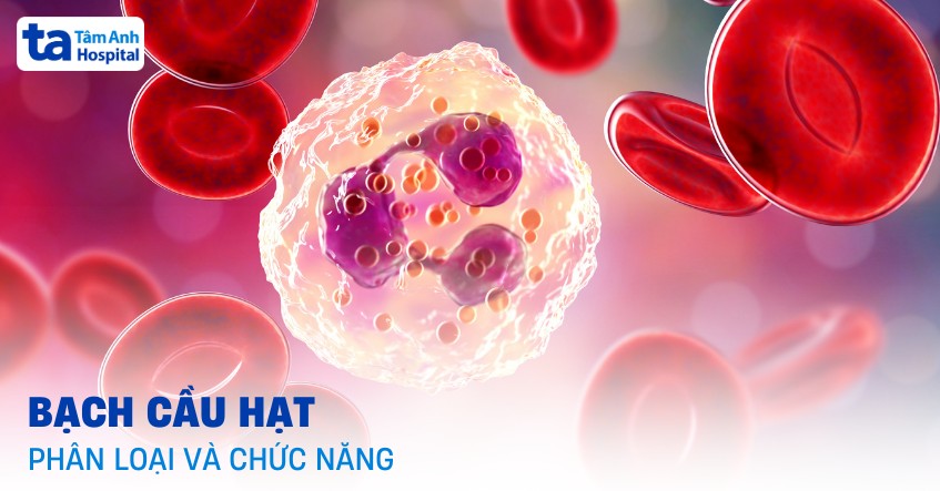 Bạch cầu hạt bình thường trong máu
