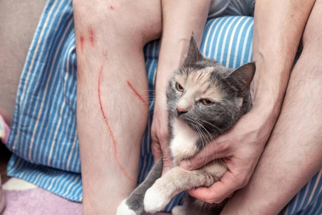 Vi khuẩn Bartonella henselae gây bệnh mèo cào