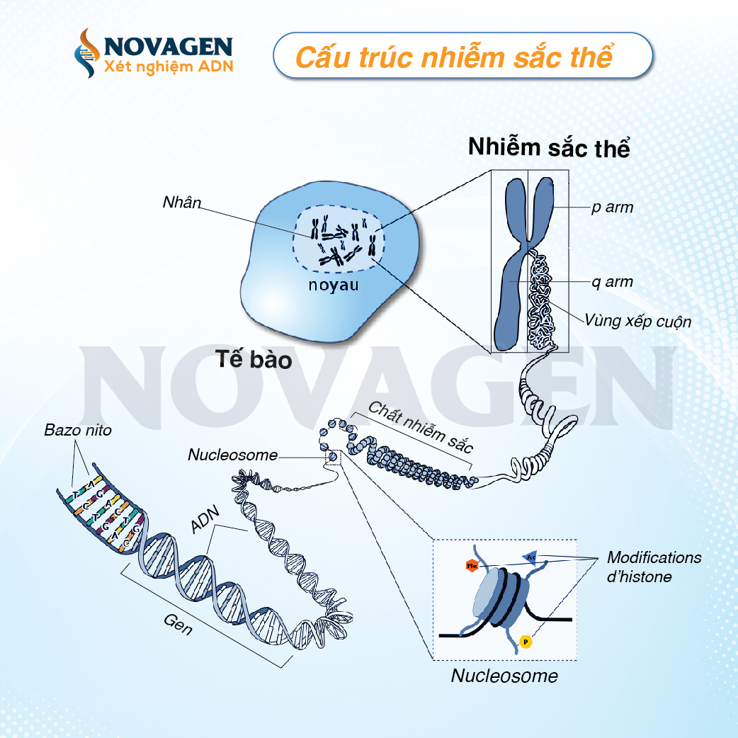 Nhiễm sắc thể bất thường về cấu trúc