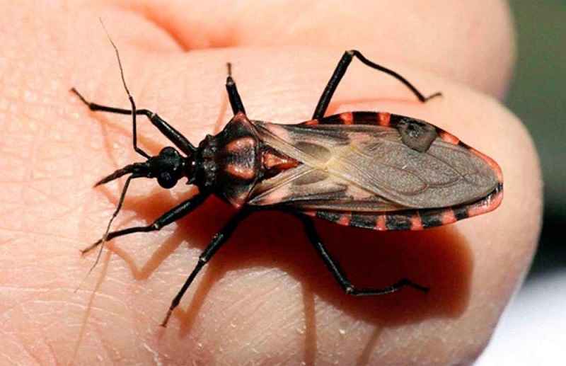 triệu chứng bệnh chagas