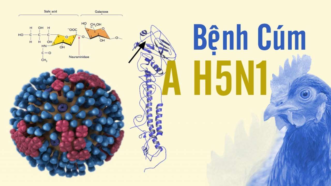 Virus cúm A H5N1