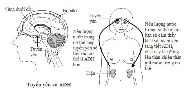 Đái tháo nhạt trung ương: Nguyên nhân, triệu chứng và cách điều trị hiệu quả 8 cơ chế hormone ADH trong bệnh đái tháo nhạt