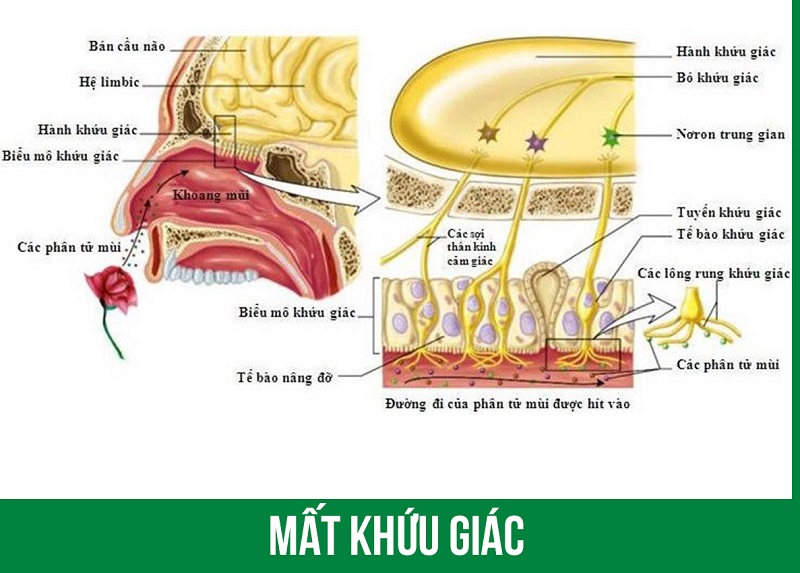 Mất khứu giác do COVID-19