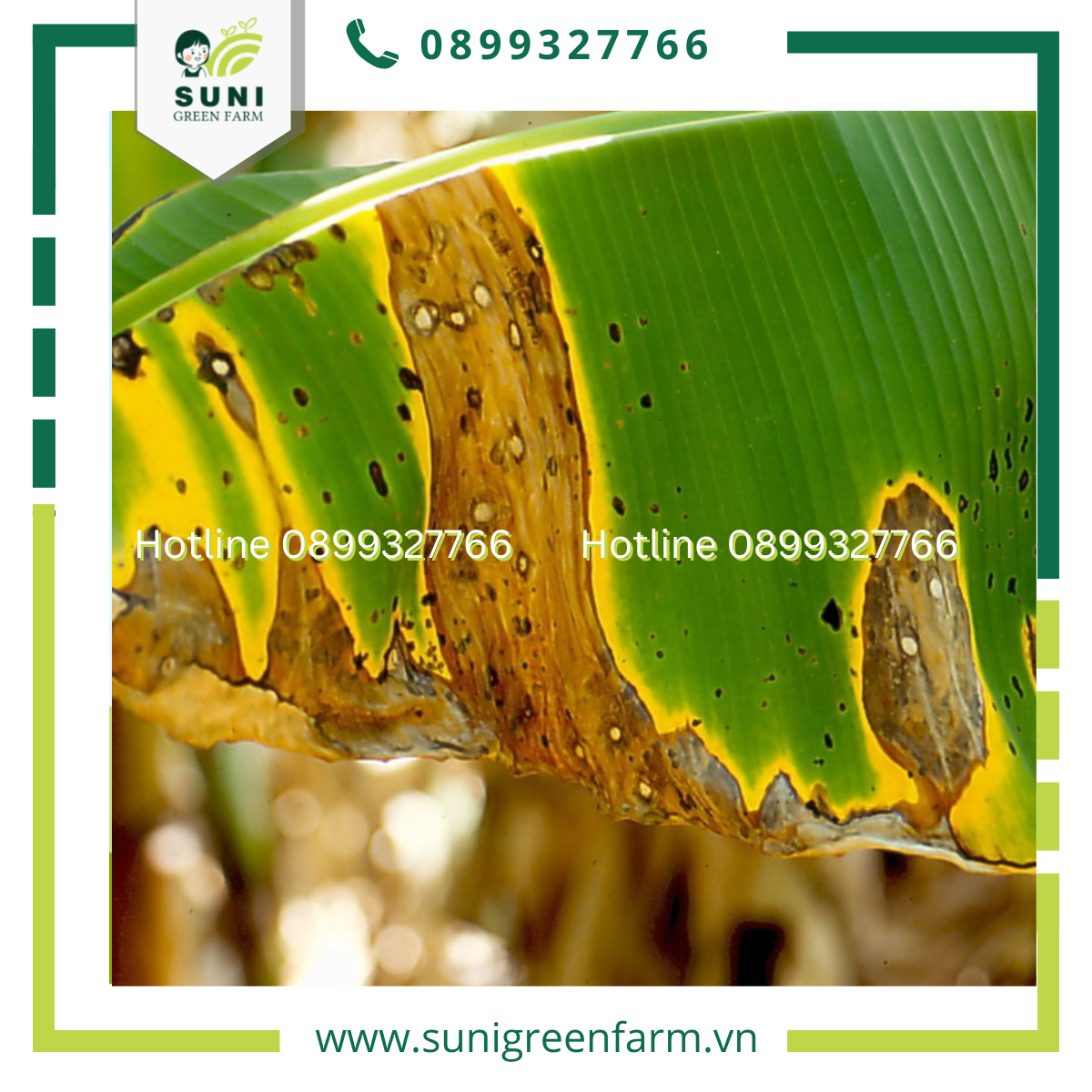 Phân loại các thể bệnh chuỗi nặng
