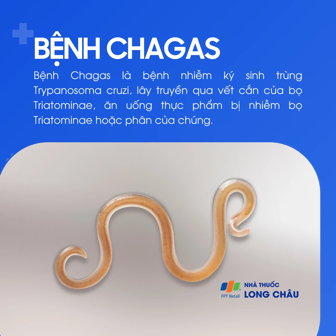 Ký sinh trùng gây bệnh Chagas