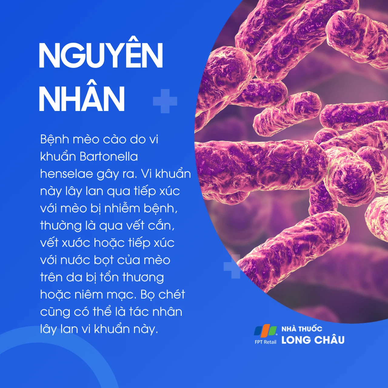 Nguyên nhân bệnh mèo cào