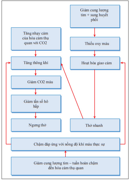 Mô hình kiểu thở Cheyne-Stokes