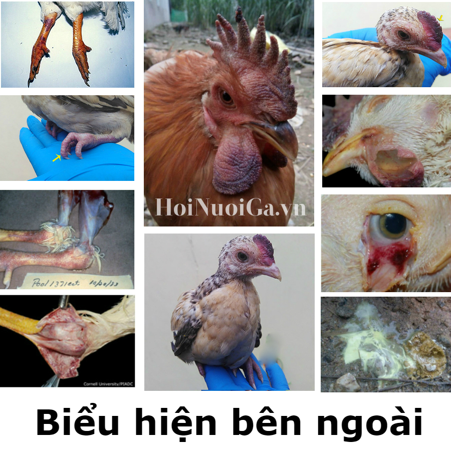 Biểu hiện bệnh cúm gia cầm