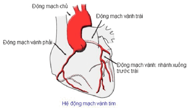 Hình ảnh minh họa SCAD