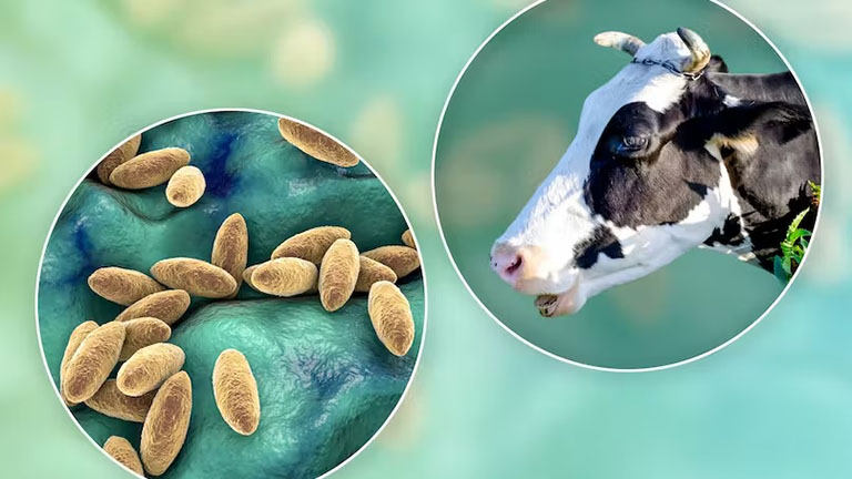 Bệnh Brucellosis (Sốt làn sóng): Nguyên nhân, triệu chứng và cách điều trị 7 vi khuẩn Brucella