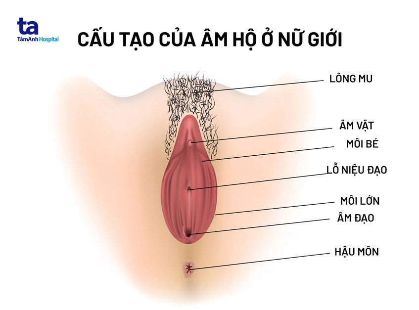 Cấu tạo âm đạo ở nữ giới
