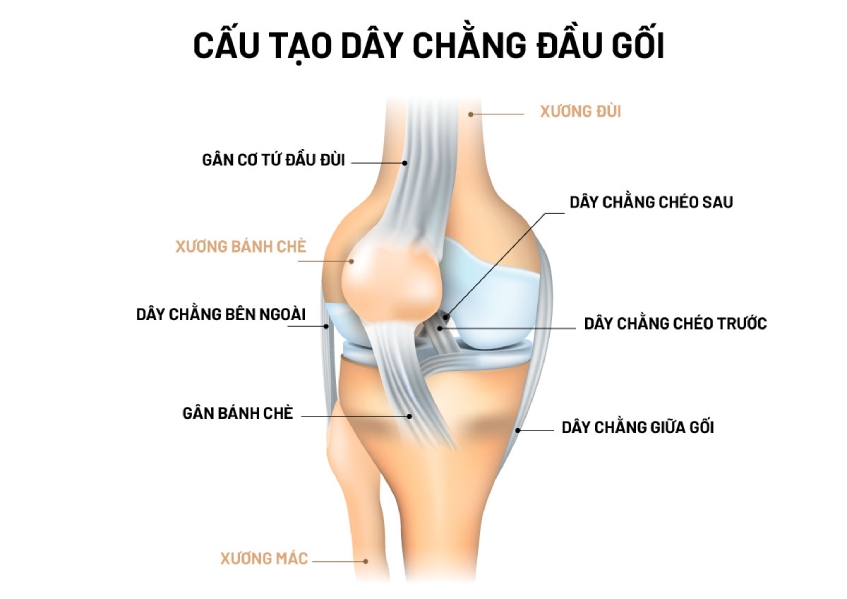Cấu tạo dây chằng đầu gối