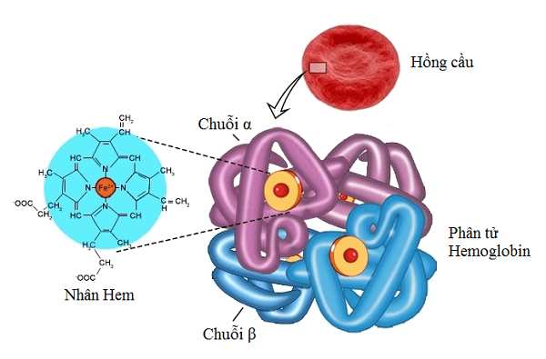 Cấu trúc hồng cầu và heme