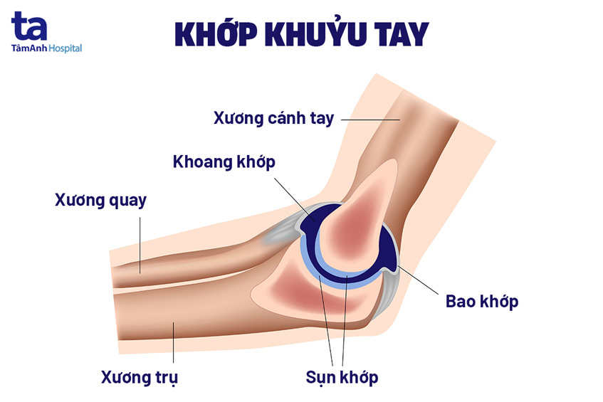 Cấu tạo khớp khuỷu tay
