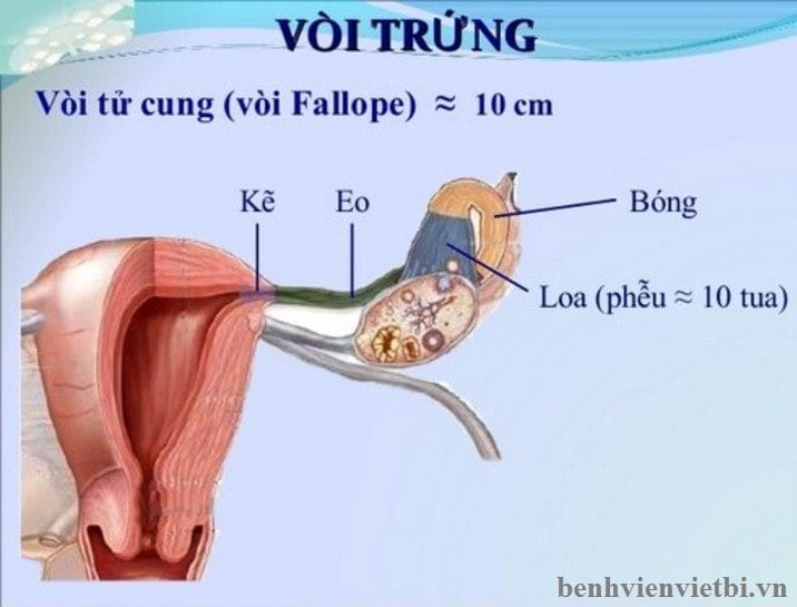 Cấu tạo vòi trứng