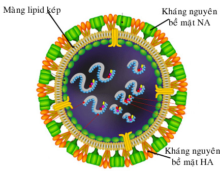 virus cúm A H1N1, H5N1, H7N9