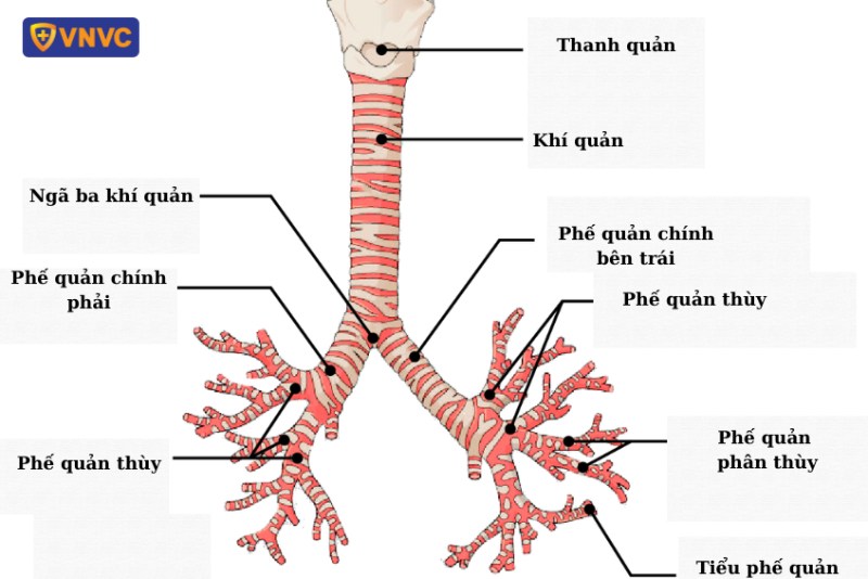 Cấu trúc hệ thống phế quản