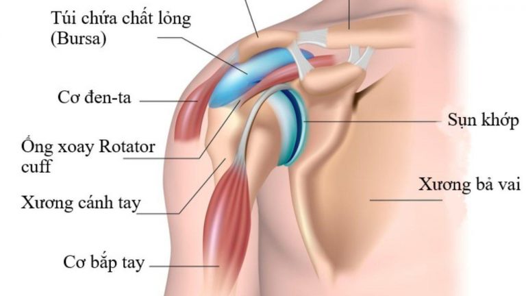 Cấu trúc khớp vai