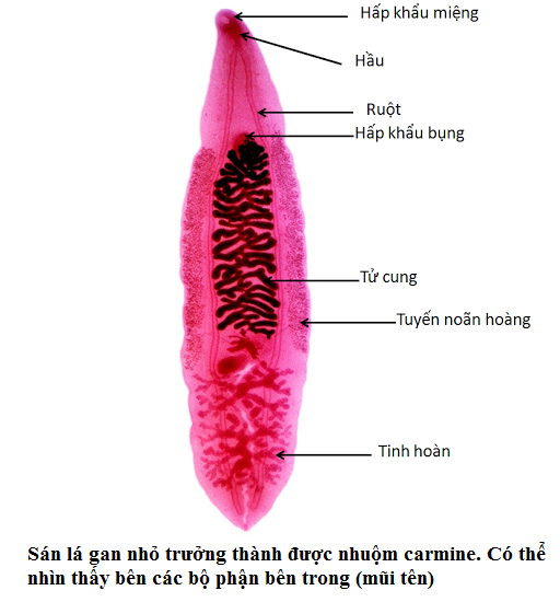 Cấu trúc sán lá gan nhỏ