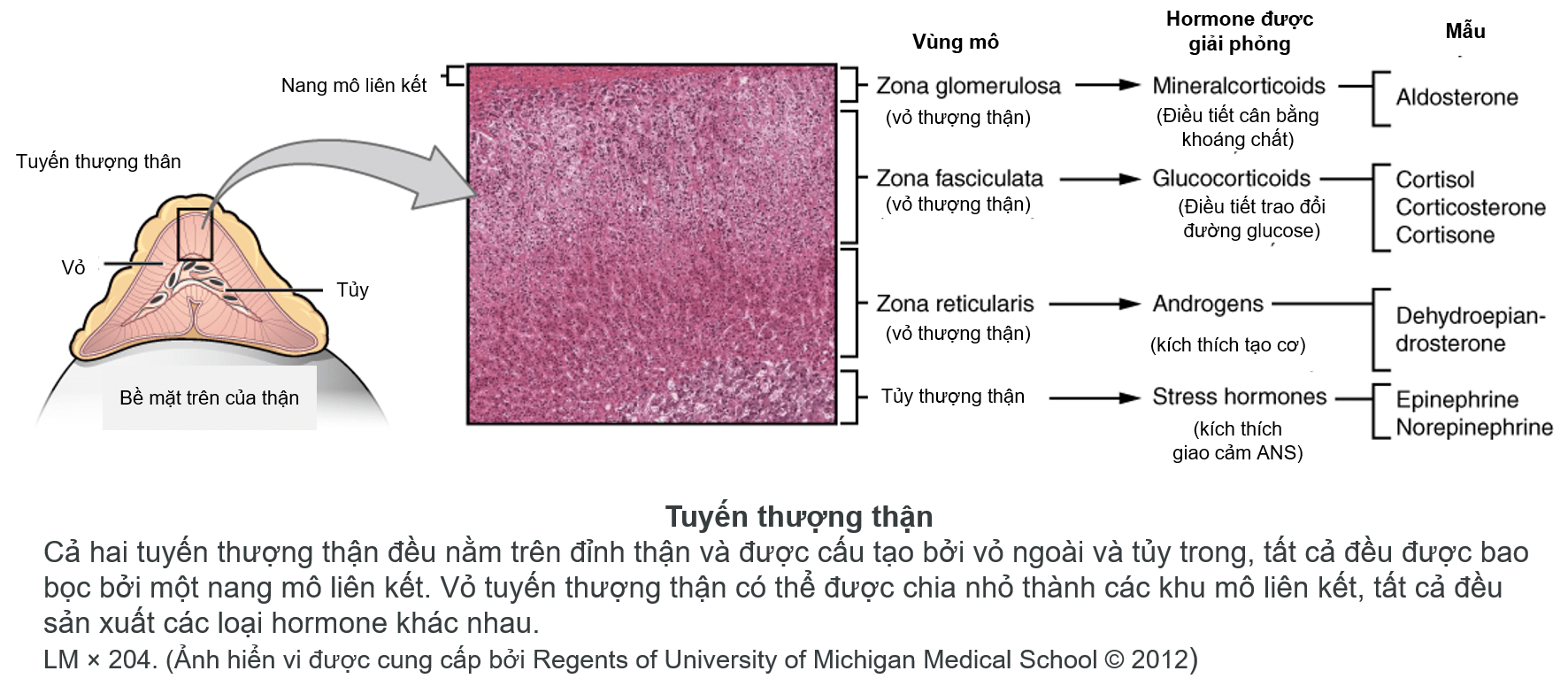 Cấu trúc tuyến thượng thận trong hội chứng Cushing