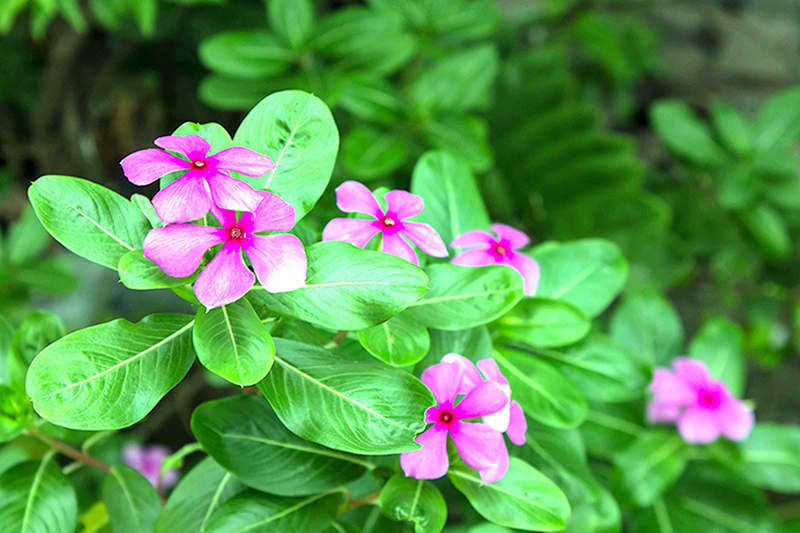 Cây dừa cạn