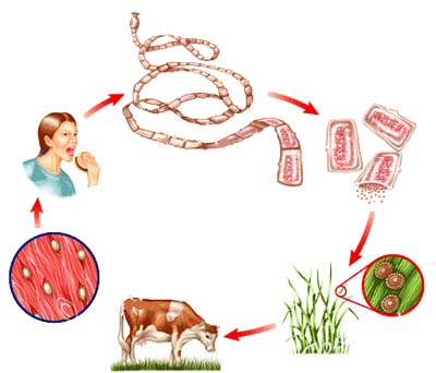 Nhiễm Sán Dây (Taeniasis): Bệnh Nguy Hiểm Thường Gặp Ở Người 7 Vòng đời sán dây bò