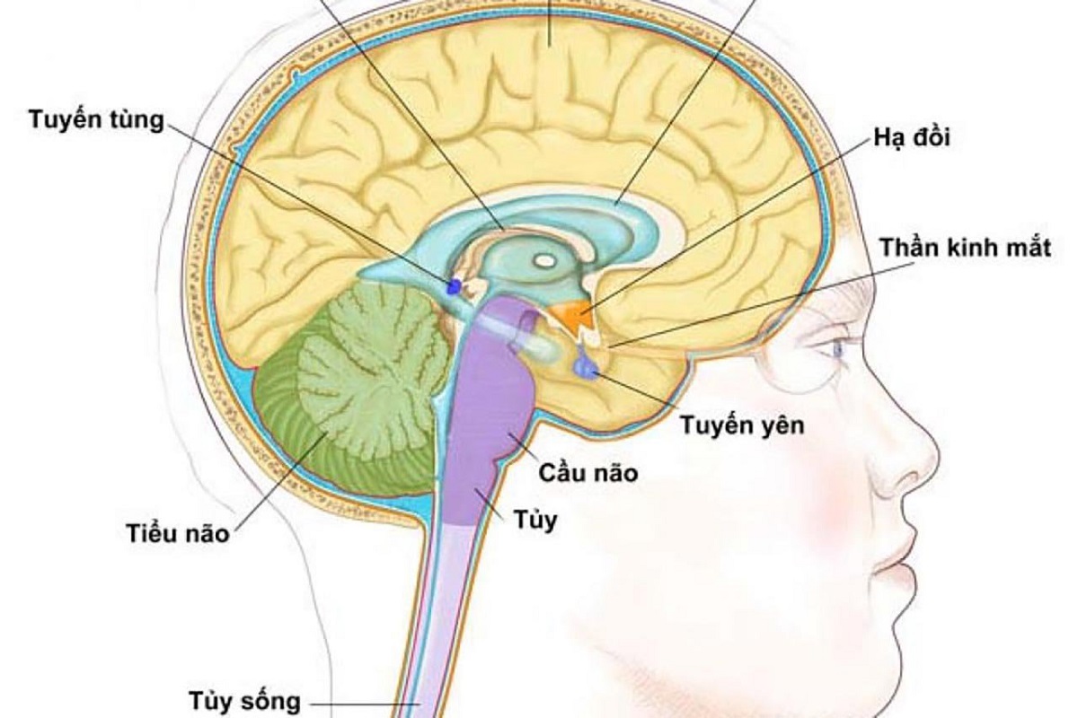 Chức năng tuyến yên