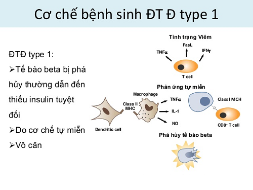 cơ chế bệnh sinh tiểu đường type 1