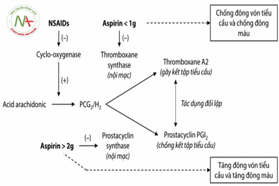 Cơ chế Clopidogrel và Aspirin