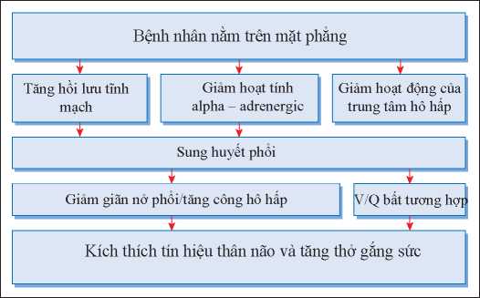 Cơ chế khó thở kịch phát về đêm