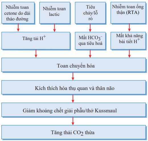 Cơ chế sinh lý thở kiểu Kussmaul