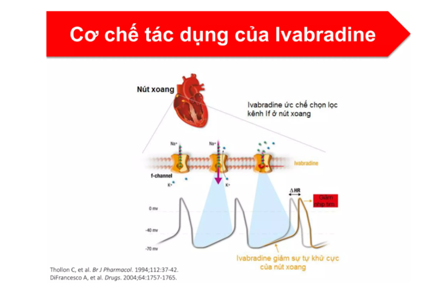 Cơ chế tác dụng Ivabradine