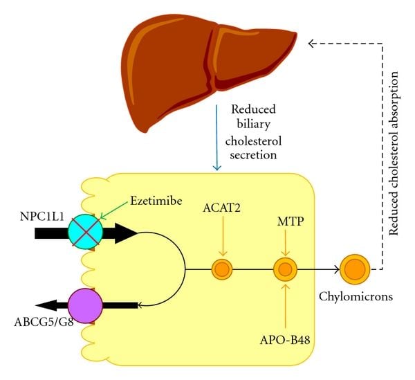 Cơ chế Ezetimibe
