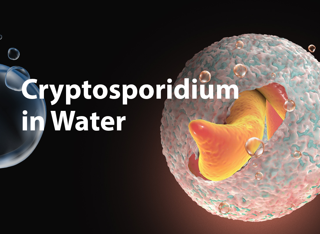 Nhiễm Cryptosporidium: Bệnh lý tiêu chảy nguy hiểm từ ký sinh trùng 7 Cryptosporidium dưới kính hiển vi