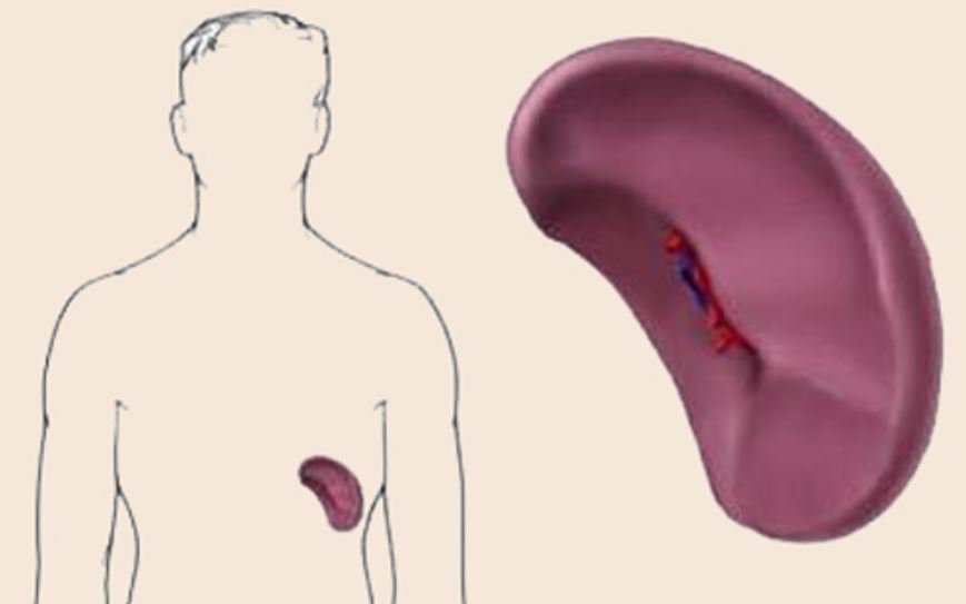 Cường Lách: Nguyên Nhân, Triệu Chứng và Phác Đồ Điều Trị Mới Nhất 7 Lách to do cường lách