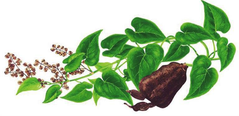 cây dạ giao đằng