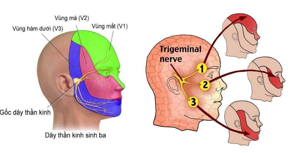Vị trí dây thần kinh sinh ba trên khuôn mặt