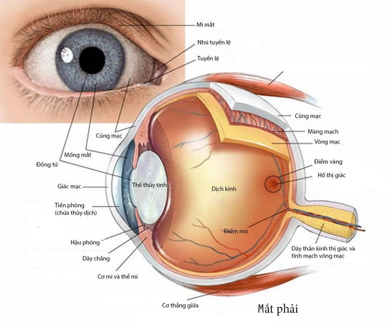 Tình trạng đau trong hốc mắt phổ biến