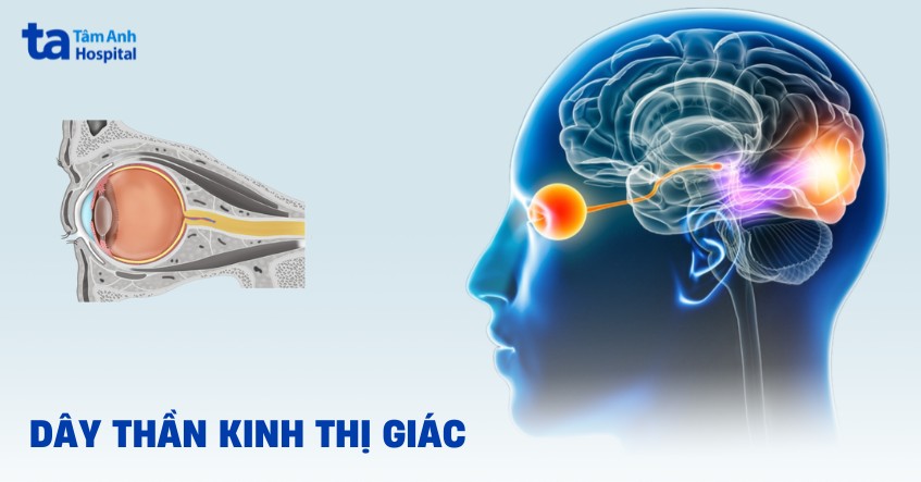 Dây thần kinh thị giác