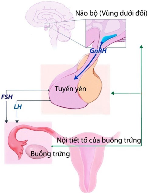 Biểu hiện dậy thì sớm ở trẻ em
