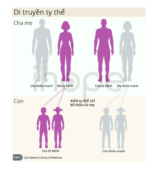 Di truyền ADN ty thể - MELAS