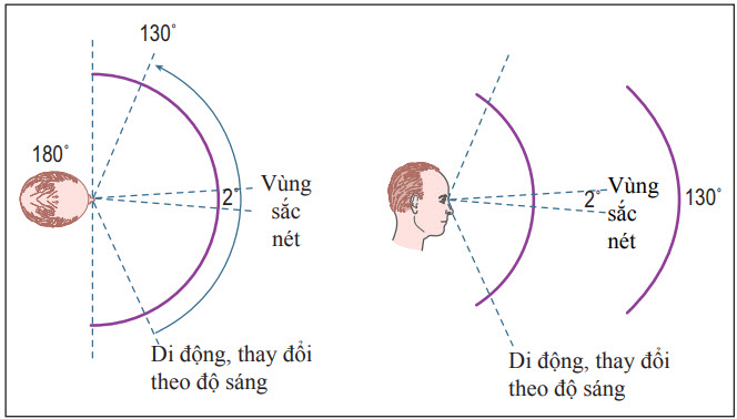 Độ rộng của thị trường bình thường
