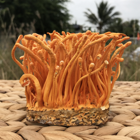 Đông Trùng Hạ Thảo khô tự nhiên