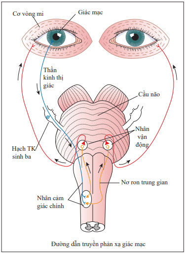 Sơ đồ cung phản xạ thần kinh