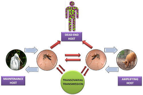 trẻ bị viêm não do Arbovirus