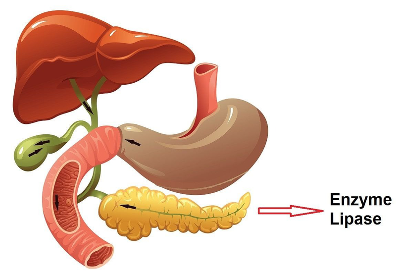 Cấu trúc enzyme lipase